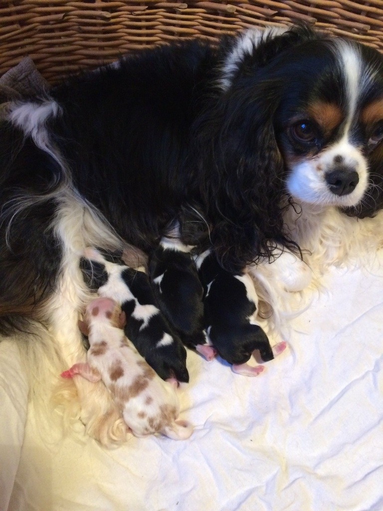 De Toucy Blue - Naissance des chiots