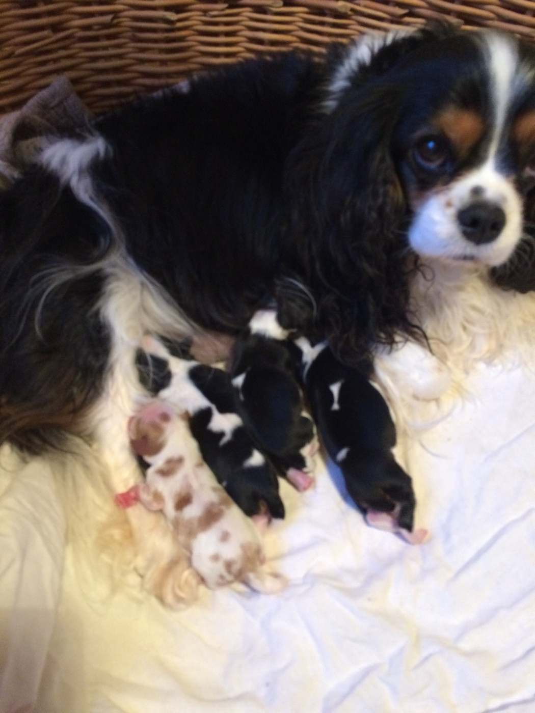 Iris flower De Mayobé