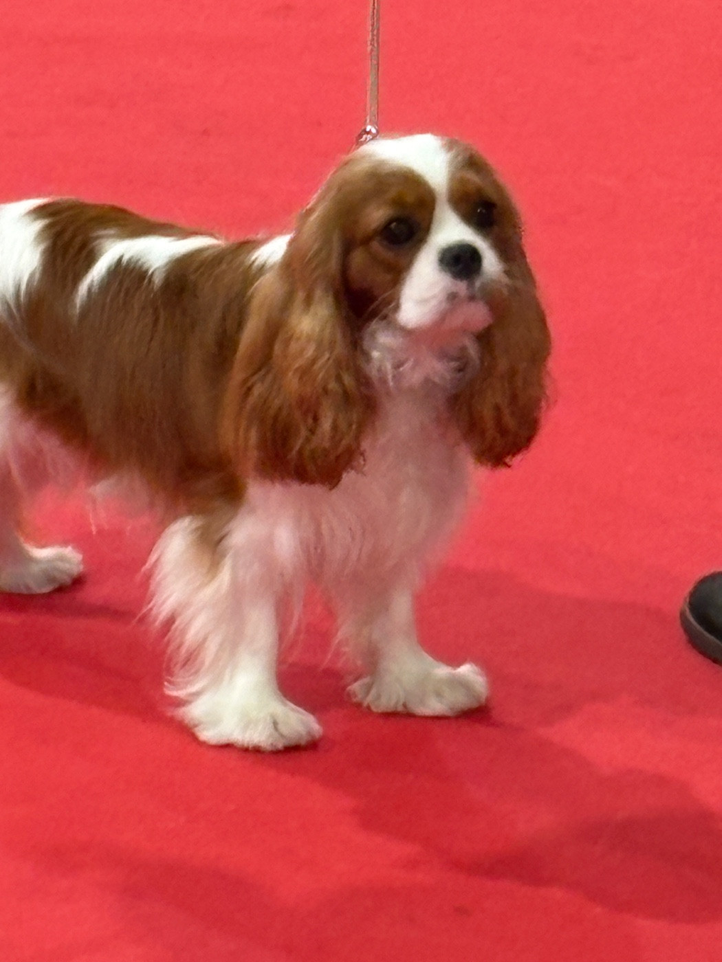 Valéria De Toucy Blue