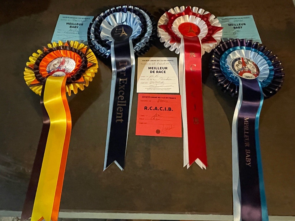 De Toucy Blue - Expositions Paris Dog Show