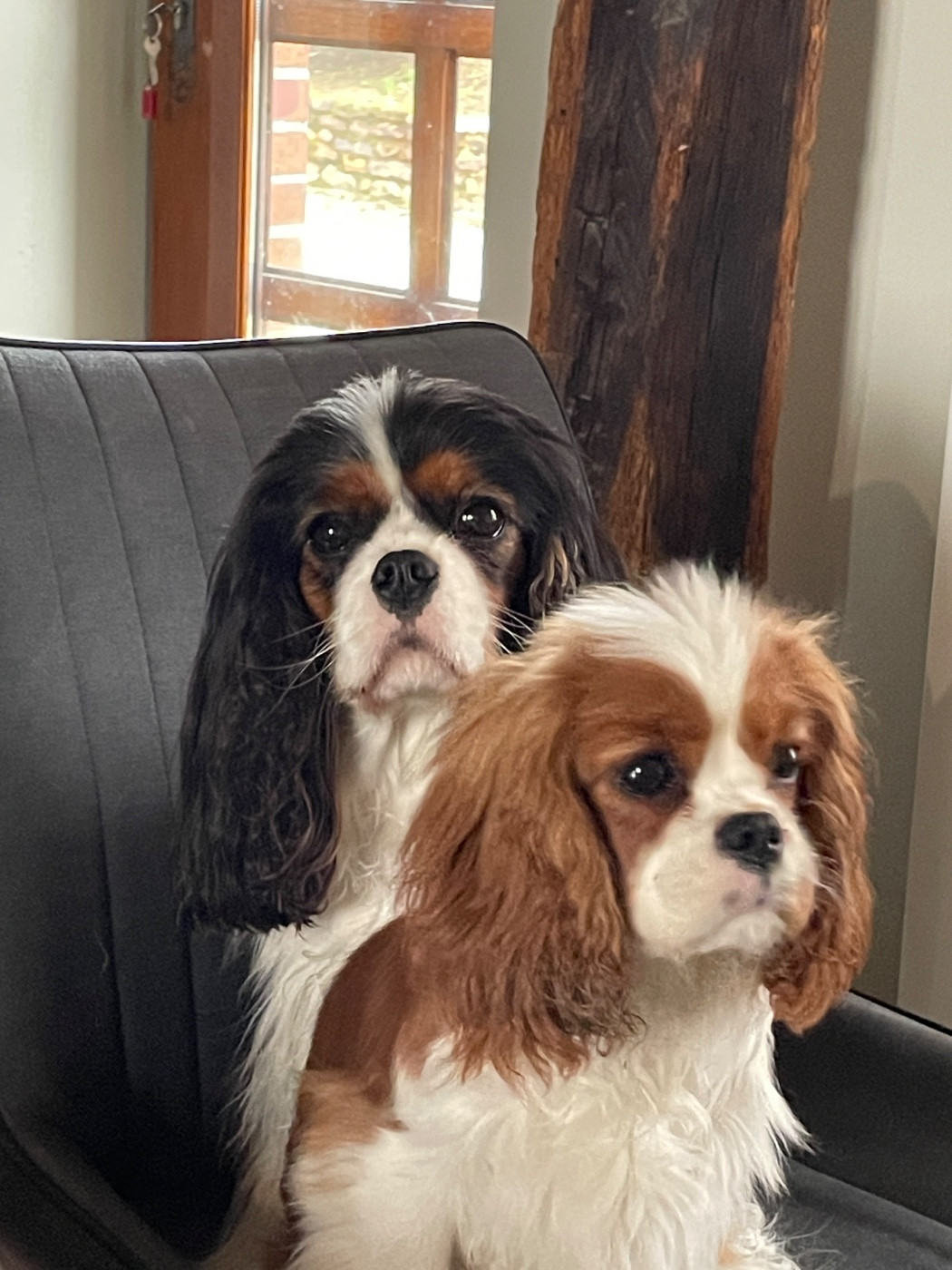 Dog Revelation Awards