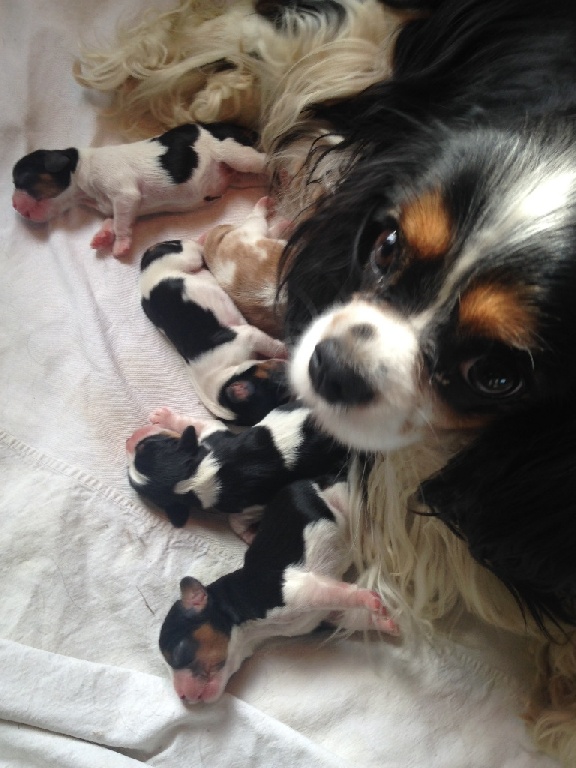 De Toucy Blue - Naissance des chiots