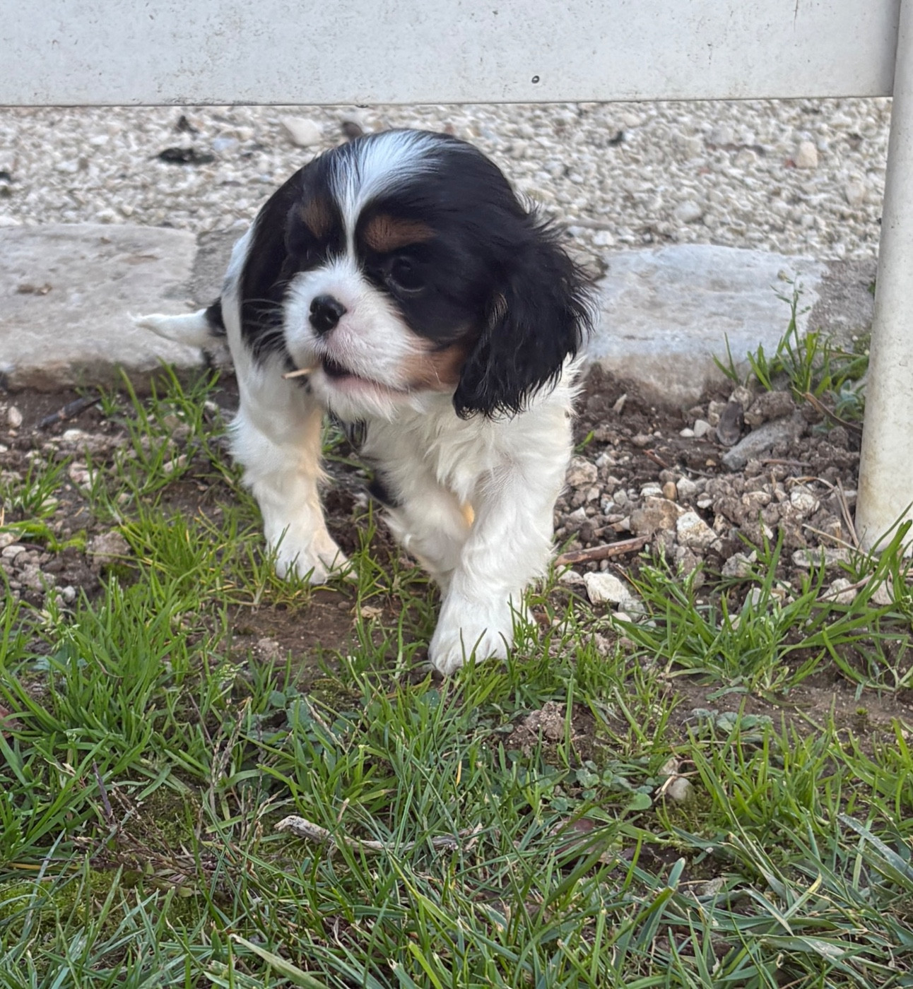 De Toucy Blue - Chiots disponibles - Cavalier King Charles Spaniel