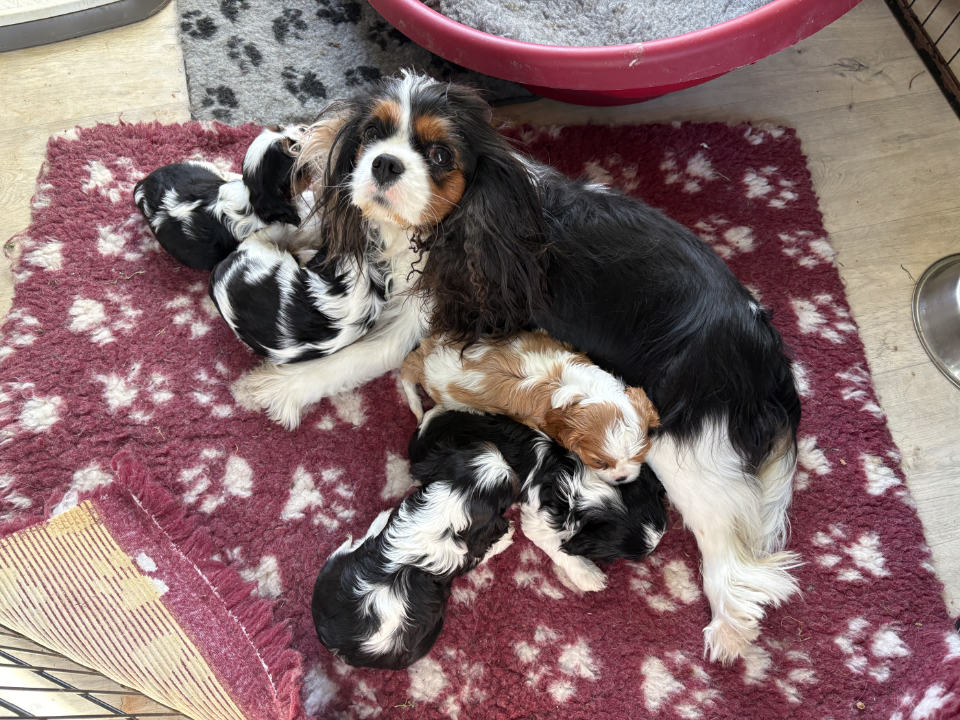 Chiot Cavalier King Charles Spaniel De Toucy Blue