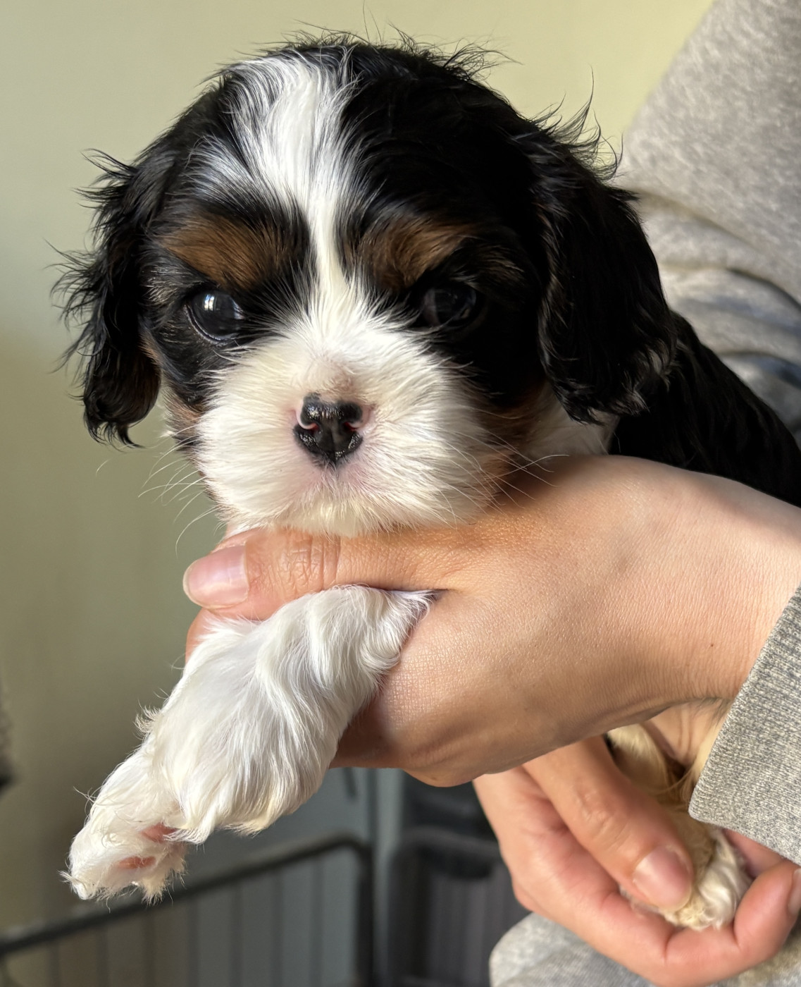 De Toucy Blue - Chiots disponibles - Cavalier King Charles Spaniel