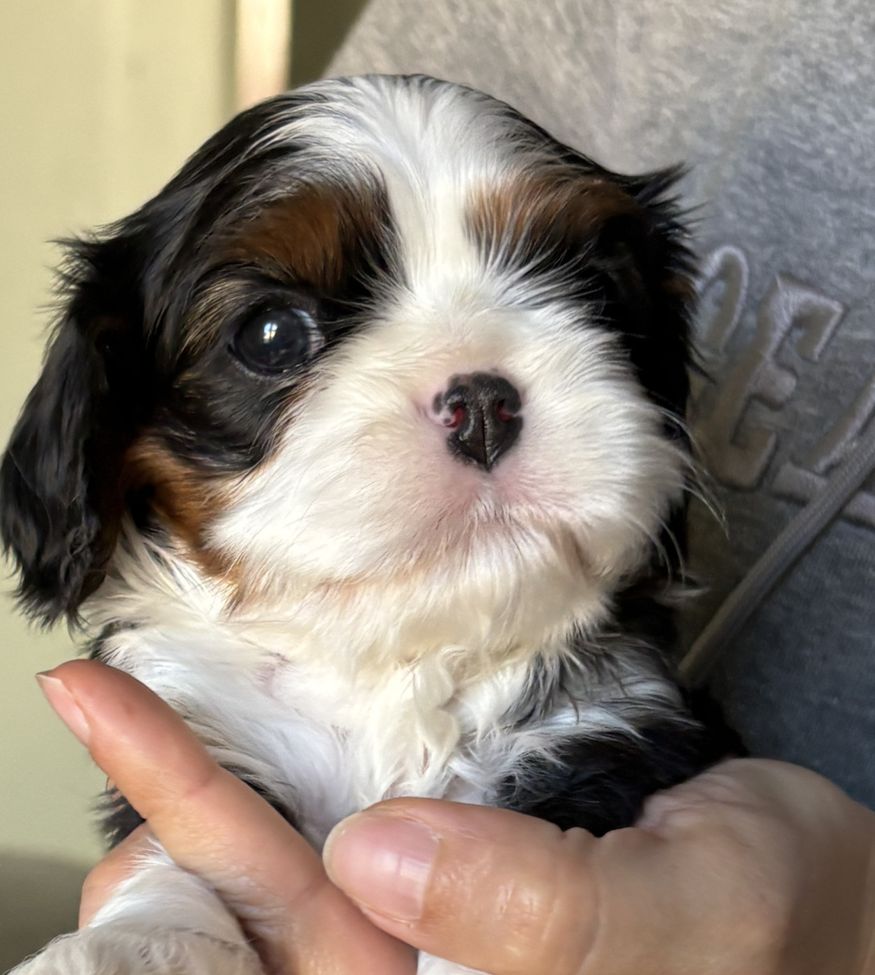 De Toucy Blue - Chiots disponibles - Cavalier King Charles Spaniel