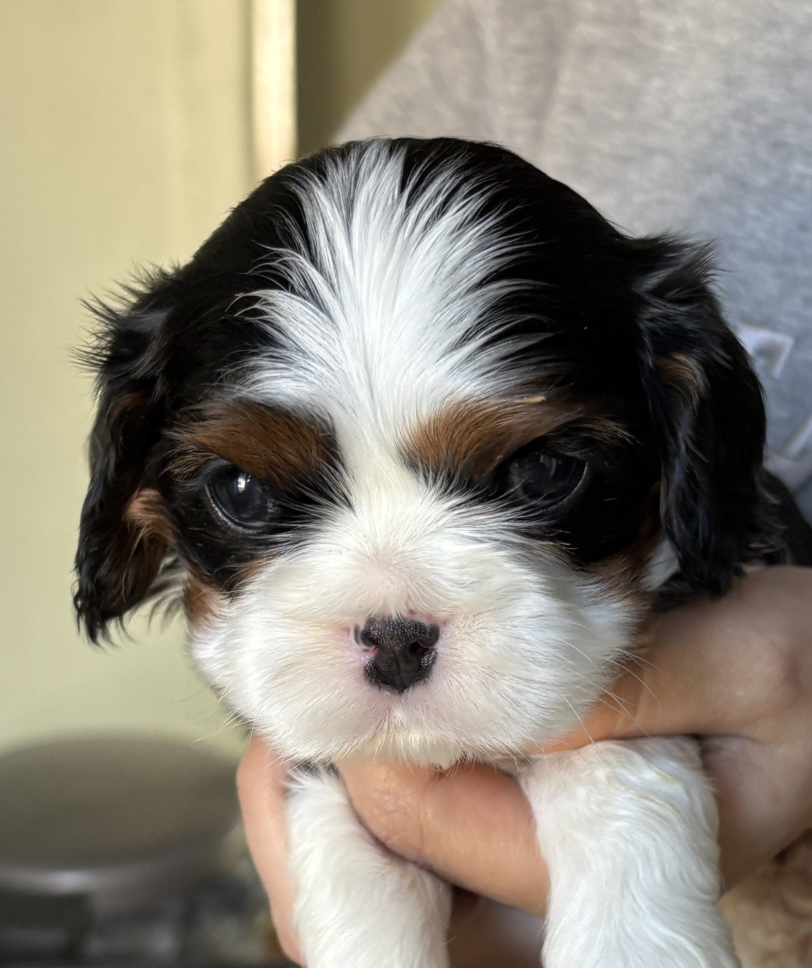 De Toucy Blue - Chiots disponibles - Cavalier King Charles Spaniel