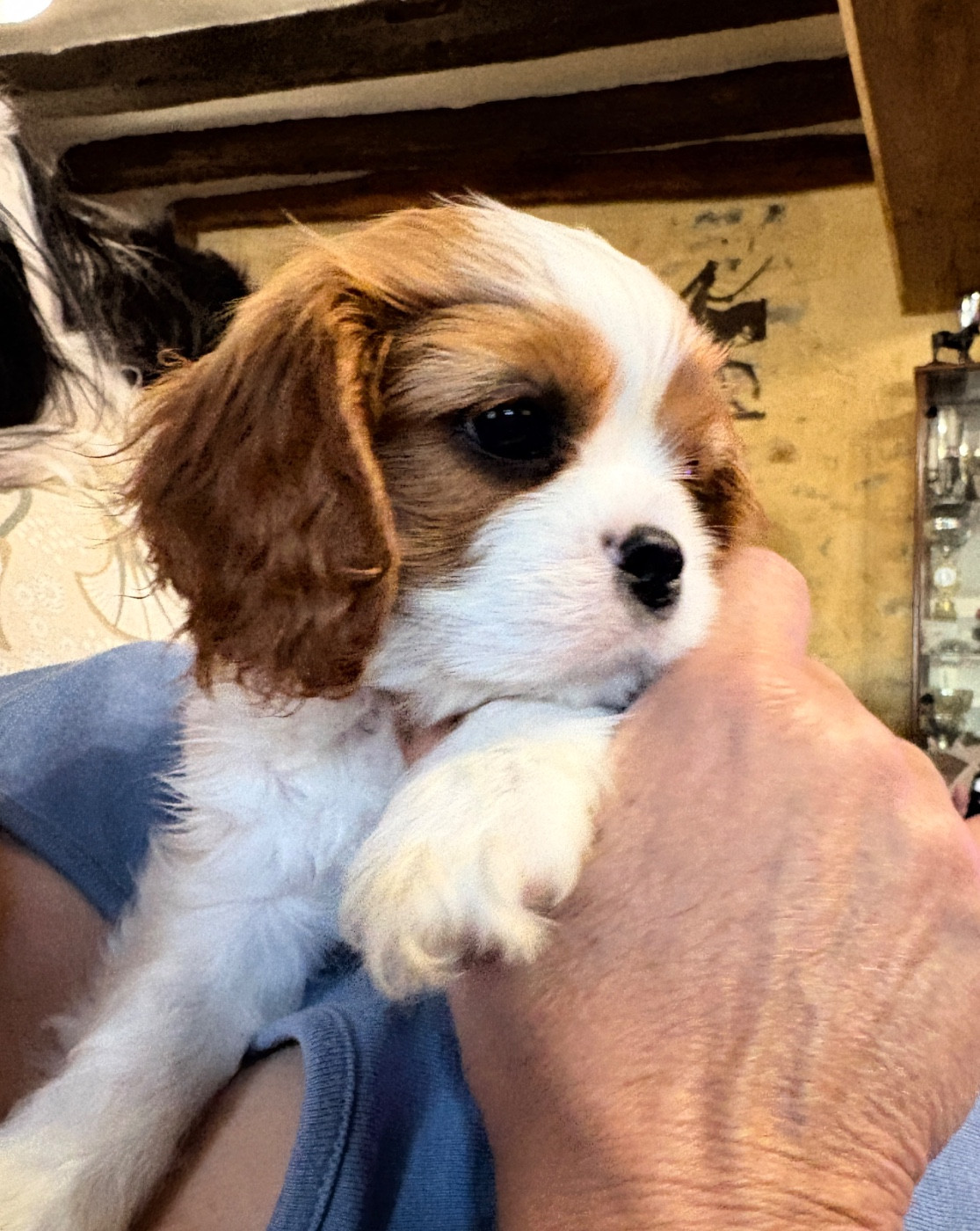 Chiot Cavalier King Charles Spaniel De Toucy Blue