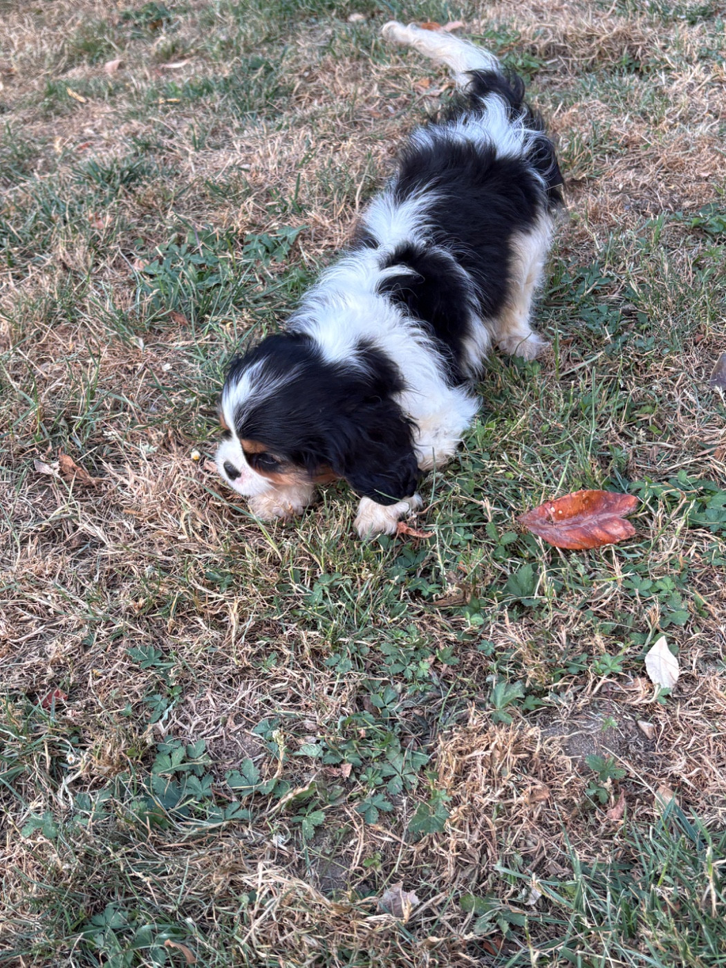 De Toucy Blue - Chiots disponibles - Cavalier King Charles Spaniel
