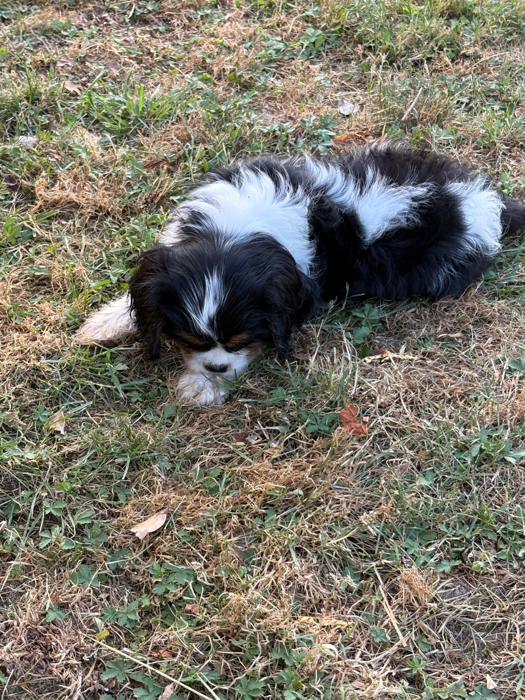 De Toucy Blue - Chiots disponibles - Cavalier King Charles Spaniel