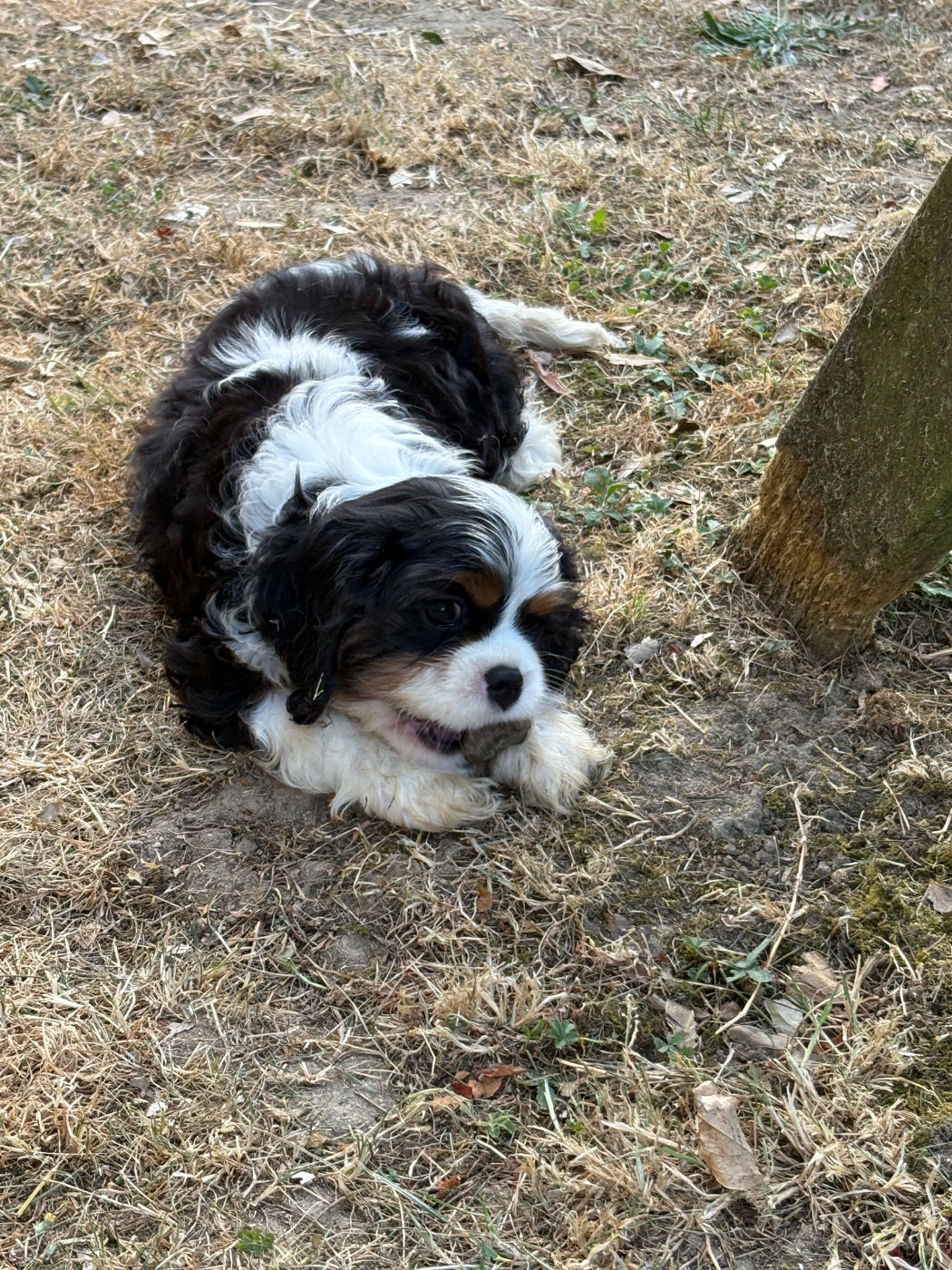 De Toucy Blue - Chiots disponibles - Cavalier King Charles Spaniel