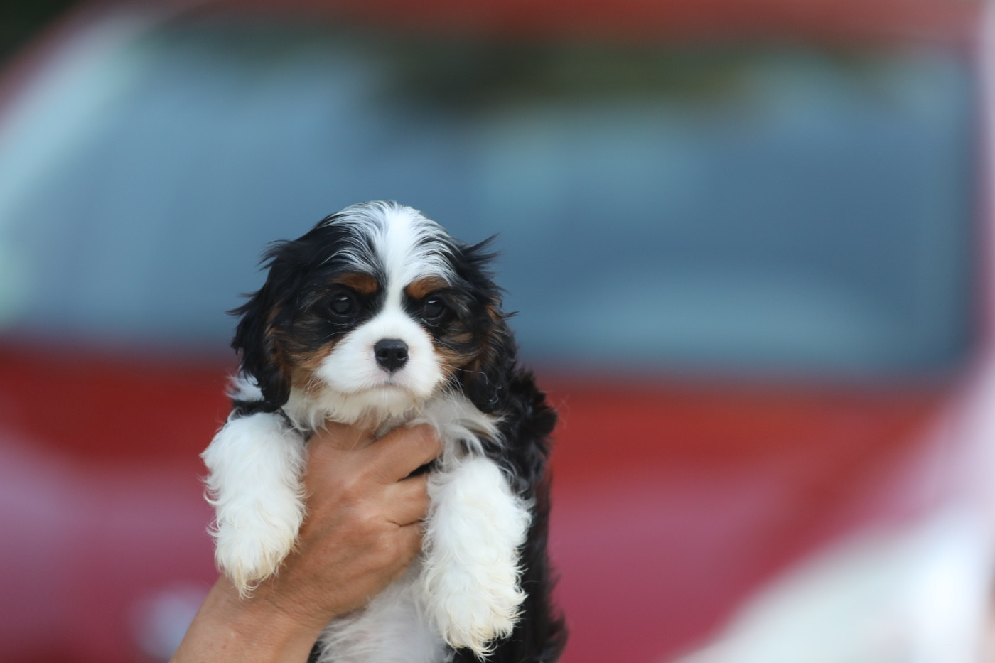 De Toucy Blue - Chiots disponibles - Cavalier King Charles Spaniel