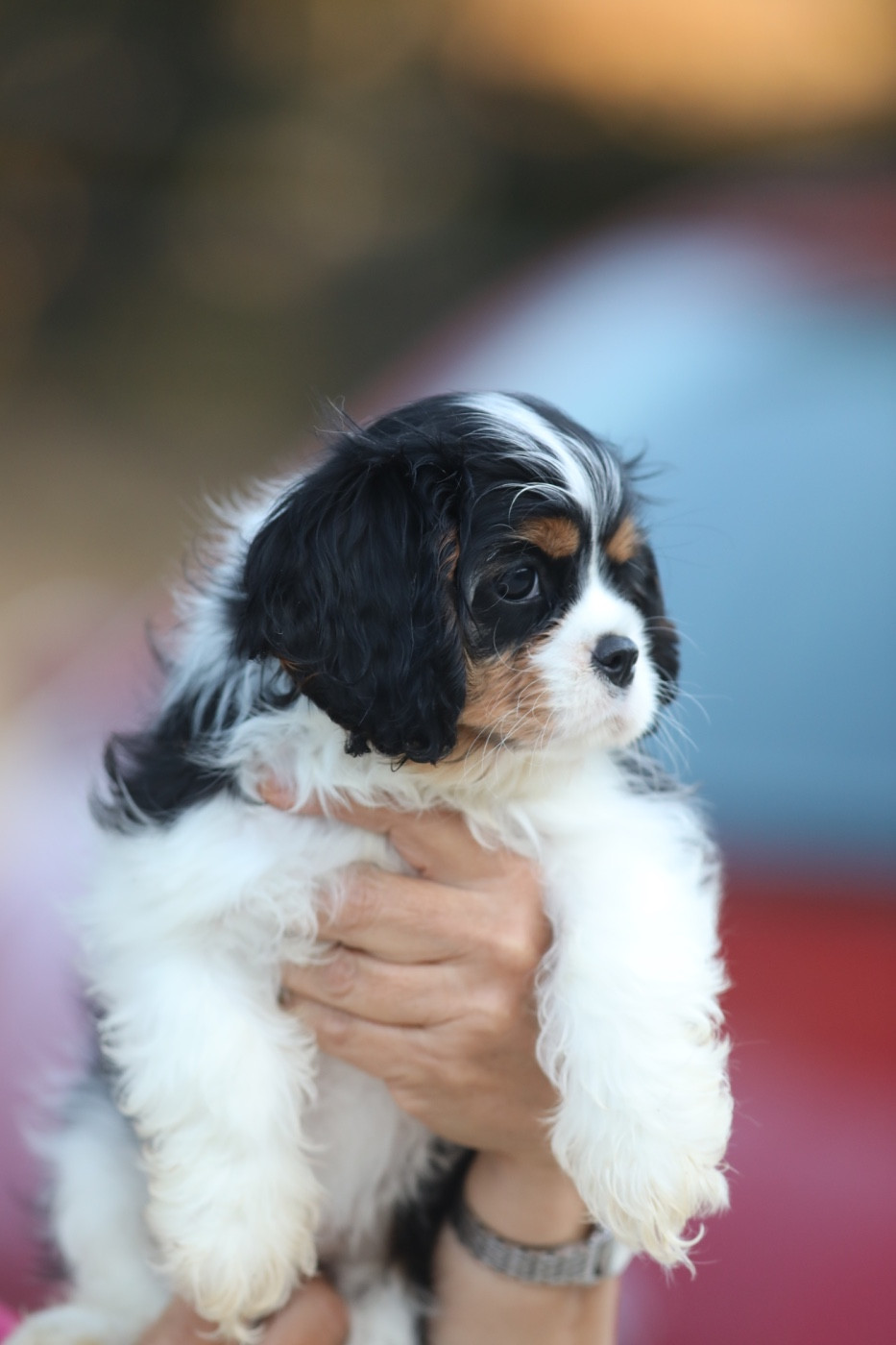 De Toucy Blue - Chiots disponibles - Cavalier King Charles Spaniel