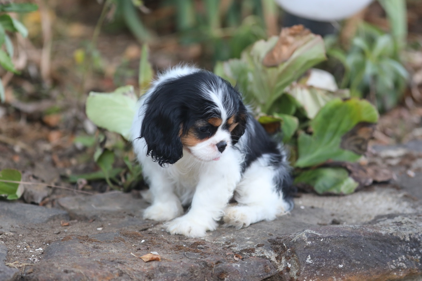 De Toucy Blue - Chiots disponibles - Cavalier King Charles Spaniel