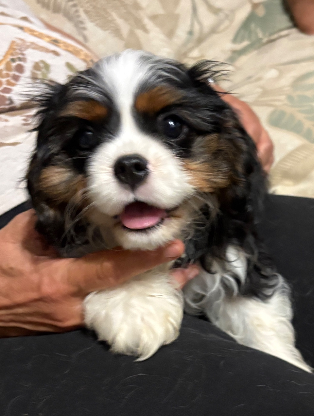 Chiot Cavalier King Charles Spaniel De Toucy Blue