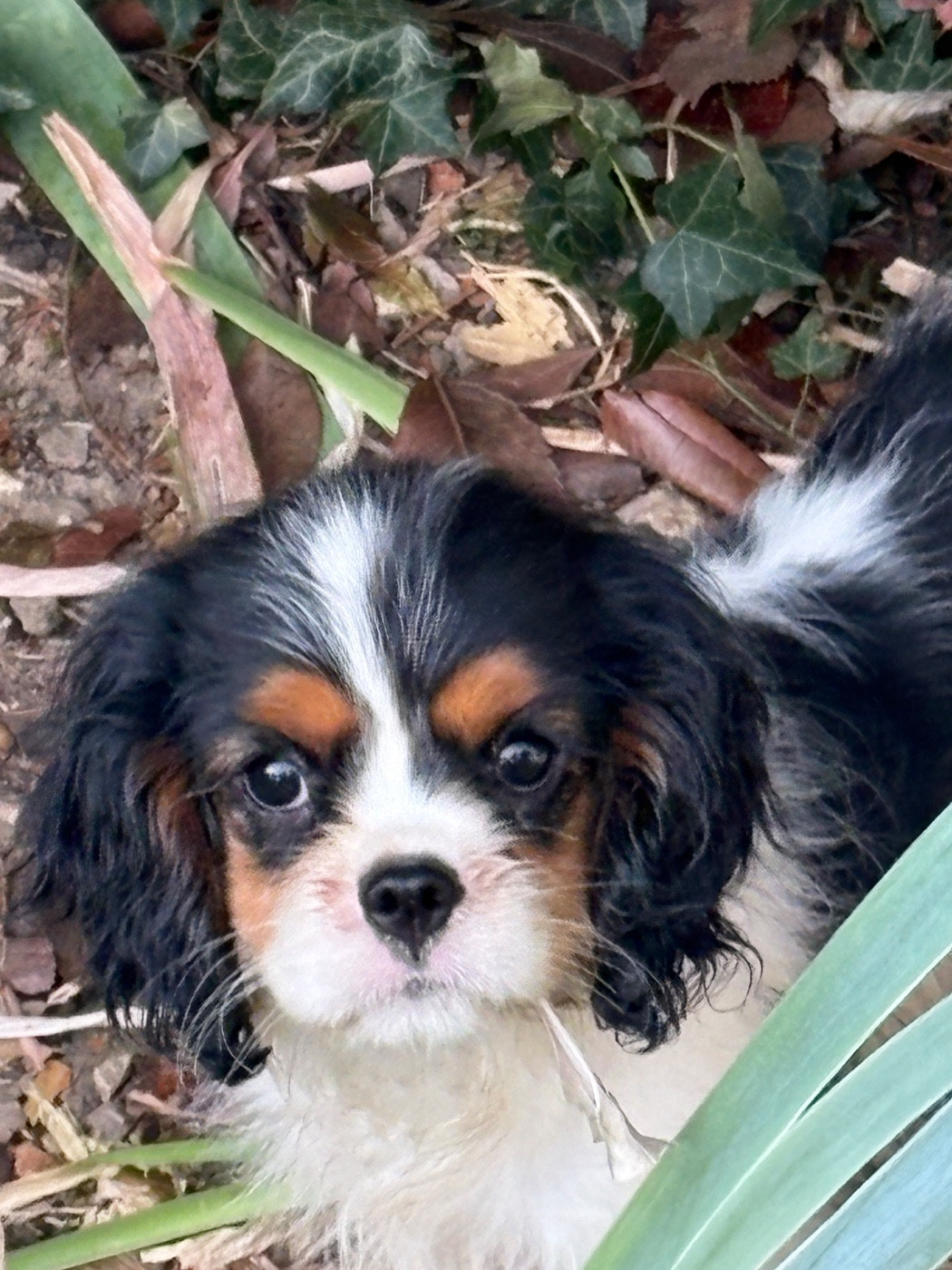 De Toucy Blue - Chiots disponibles - Cavalier King Charles Spaniel