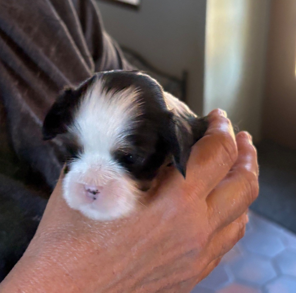 De Toucy Blue - Chiots disponibles - Cavalier King Charles Spaniel