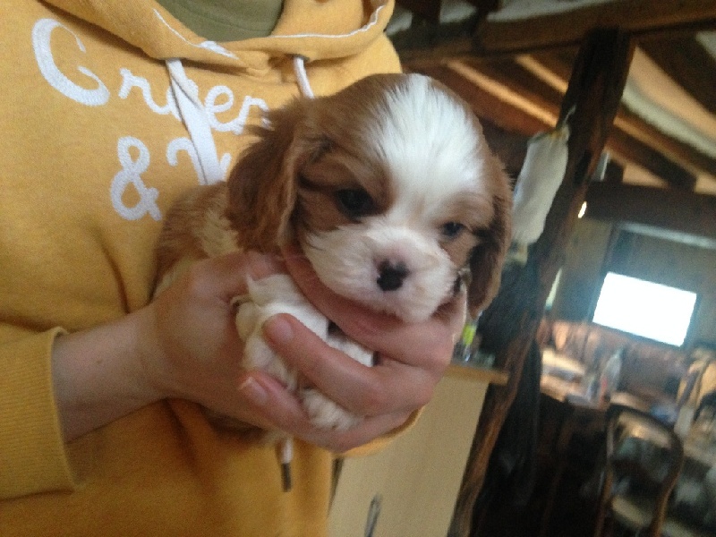 De Toucy Blue - Cavalier King Charles Spaniel - Portée née le 08/10/2016